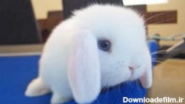 1 دقیقه با خرگوش کوچولوی بامزه