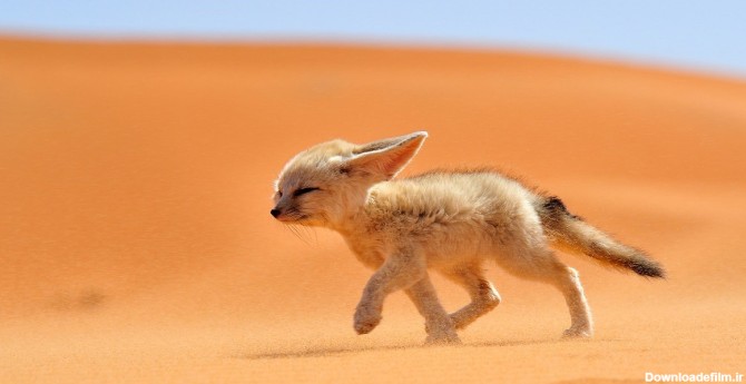 کویر ایران زیستگاه امن "روباه" 2 کیلوگرمی! - تسنیم