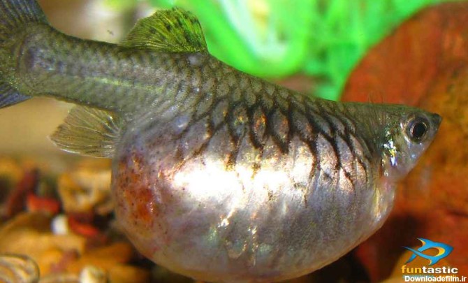 تکثیر و پرورش ماهی های زنده زا چگونه است؟ | توضیحات کامل