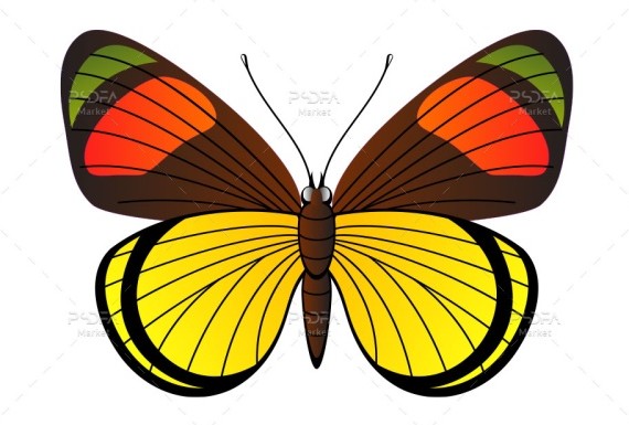 طرح وکتور پروانه زیبا و رنگی