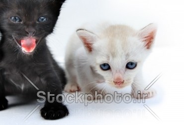 بچه گربه های سفید و سیاه - حیوانات - استوک فوتو - خرید عکس و فروش ...