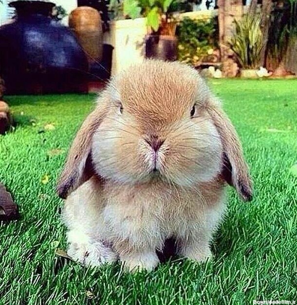 خرگوش هستن خیلی گوگولی - عکس ویسگون