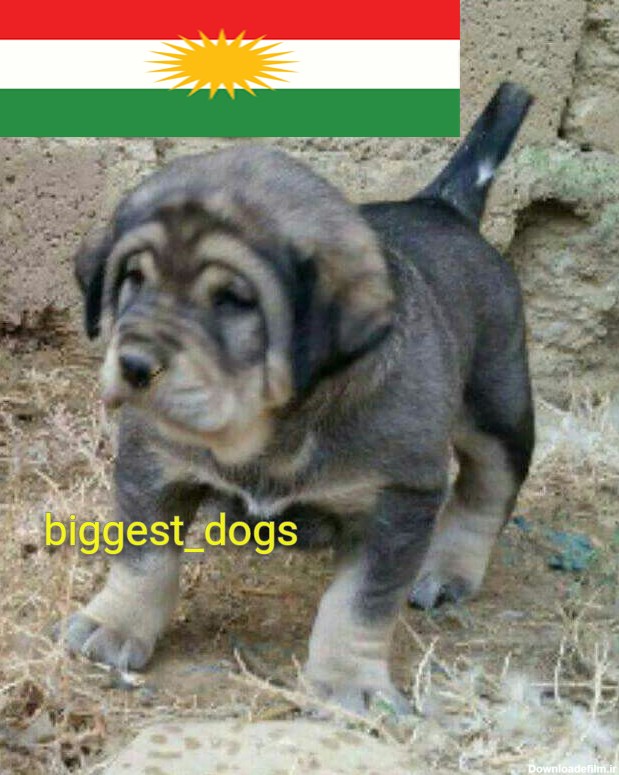 Kurdish Dog Breed :: سگ پژدر (کورد ماستیف) Kurd mastiff pshdar