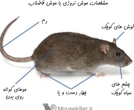 موش فاضلاب و نشانه های آن در خانه - موش | سم قوی ریشه کنی موش