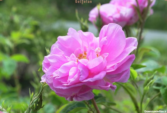 عکس گل محمدی در باغچه