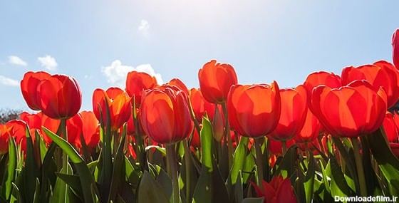 تصویر لاله های قرمز و آسمان آبی در فصل بهار | فری پیک ایرانی ...