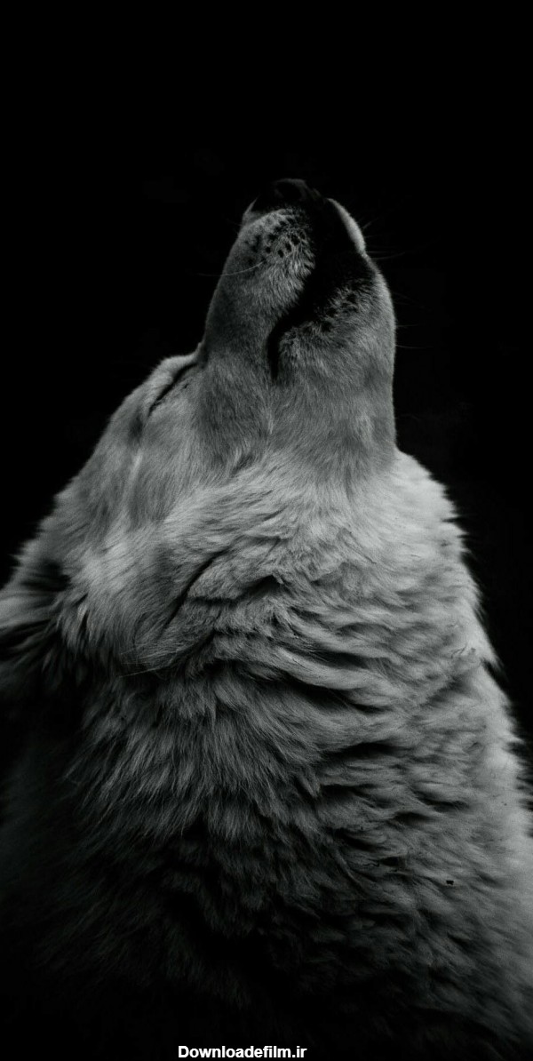 عکس زمینه گرگ سفید در حال زوزه با جذبه و شکوه زیاد