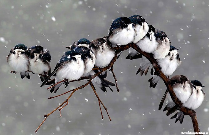 ترفند پرندگان زیبا برای گرم شدن در سرما - مجله تصویر زندگی