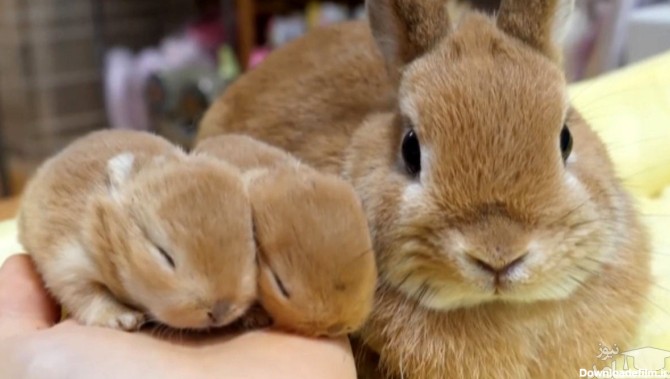 نکاتی درباره مراقبت از بچه خرگوش تازه متولد شده