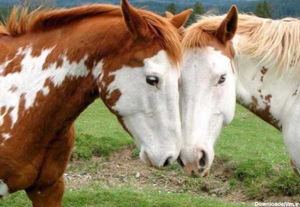 عکس عاشقانه اسب ها