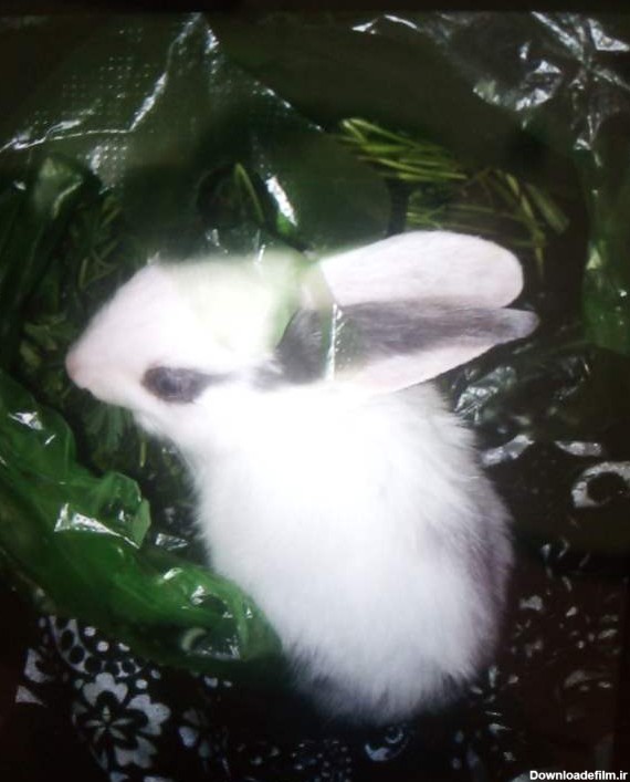 خرگوش خریدم +عکس | تبادل نظر نی نی سایت