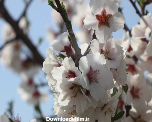 عکس های تماشایی از زیبایی های فصل بهار و شکوفه های درختان میوه
