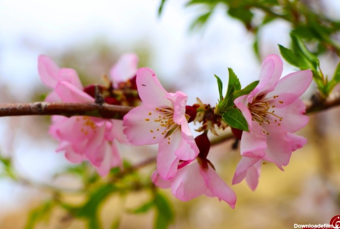 تصاویری زیبا از شکوفه های بهاری درختان