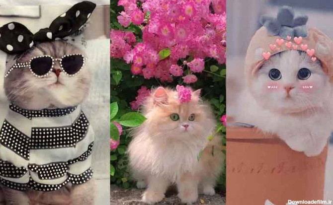 عکس های گربه برای پروفایل 2024؛ بسیار بانمک و جدید مناسب فضای مجازی (گوگولی)