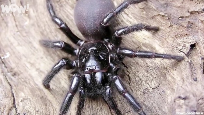 برترین ها : 5 تا از سمی ترین و خطرناک ترین عنکبوت های جهان !