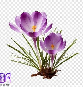تصویر دوربری شده گل زعفران
