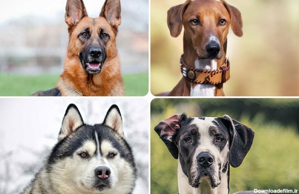 راهنمای کامل انواع نژادهای سگ + تشخیص تصویری