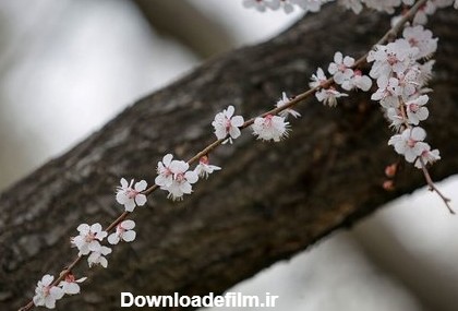 شکوفه های بهاری در مشهد