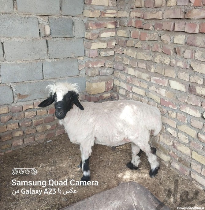 س یه گوسفند نر فروشی|حیوانات مزرعه|زابل|دیوار