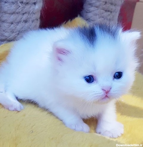 فروش بچه گربه سفید خاص | بچه گربه توپولو | گربه با چشم های خیره ...