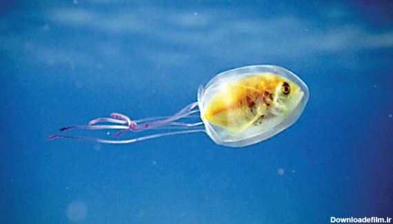 ماهی در شکم عروس دریایی - همشهری آنلاین
