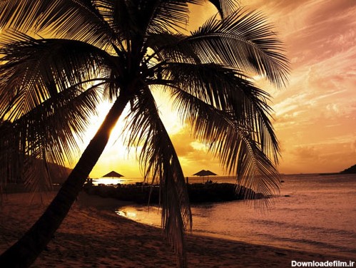 دانلود عکس با کیفیت از منظره غروب ساحلی با درخت های نارگیل