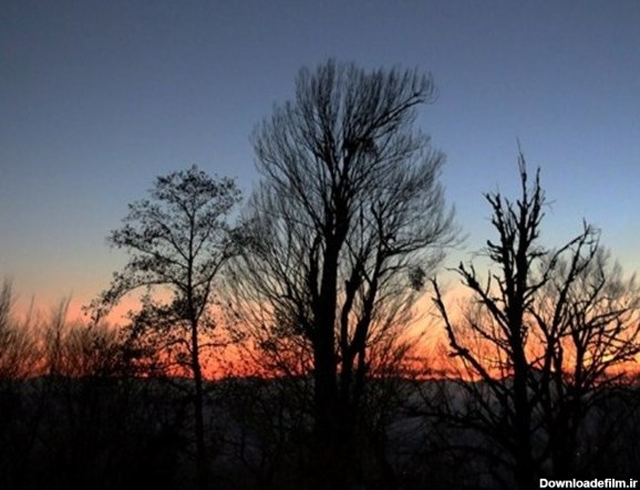 خواب سرد درختان در گرگ‌ومیش غروب آفتاب /تصاویر