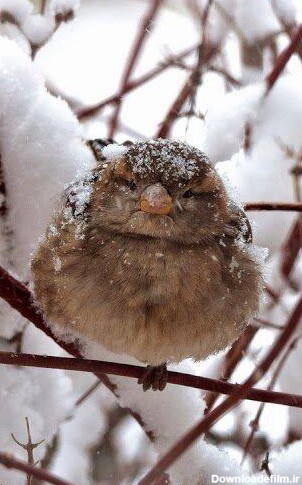 پرنده ها در زمستان گرسنه اند ، کمک شان کنیم (+عکس)