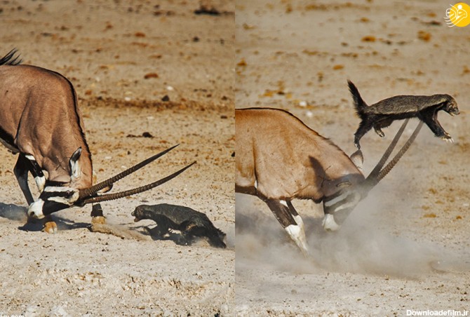 فرارو | (تصاویر) درگیری شدید گورکن عسل‌خوار هار با تیزشاخ و شغال