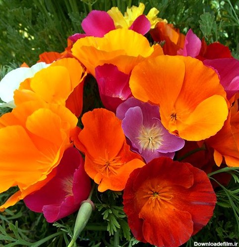 خرید بذر گل شقايق کالیفرنیایی پاكوتاه پرگل الوان