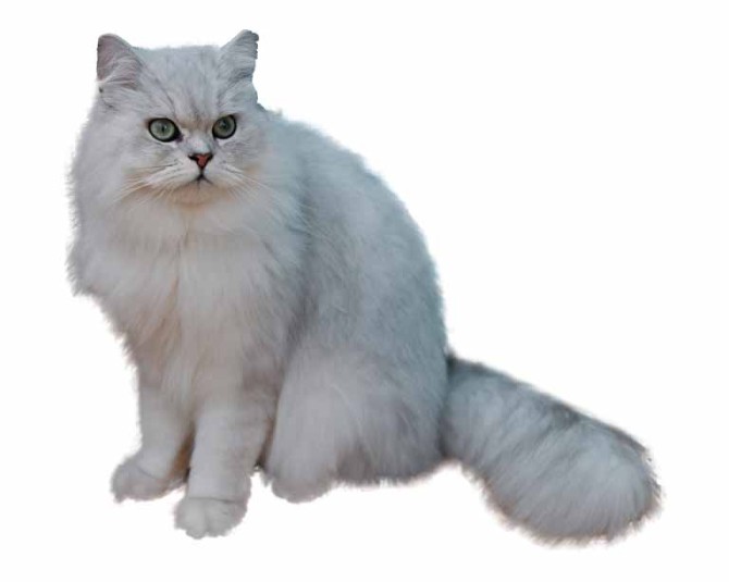 دانلود طرح گربه سفید ایرانی
