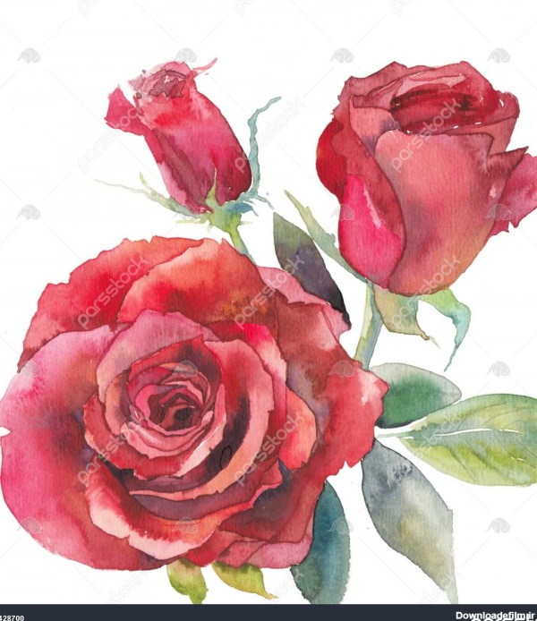 طرح گل رز قرمز آبرنگ قرمز گل گل رز و برگ سبز در پس زمینه سفید دست ...