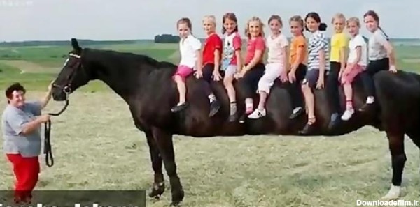 عکس اسب بزرگ