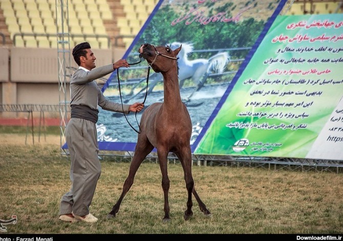 جشنواره زیبایی اسب اصیل در کرمانشاه- عکس استانها تسنیم | Tasnim