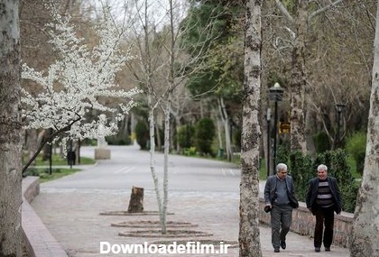 شکوفه های بهاری در مشهد