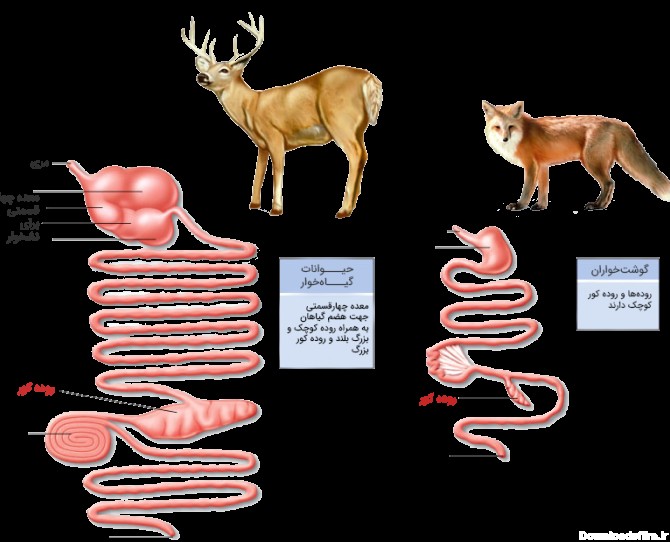دستگاه گوارش در حیوانات گیاه‌خوار و گوشت‌خوار