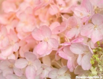دانلود عکس گل های گل هندی سفید و صورتی عاشقانه گلدار