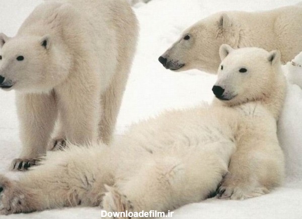 گالری عکس خرس قطبی | پلاگر