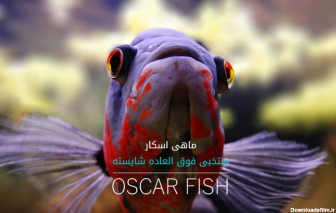 اطلاعات کامل ماهی اسکار (غذا، تکثیر، نگهداری و...)