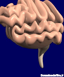 Image result for ‫تصاویر متحرک از مغز انسان‬‎