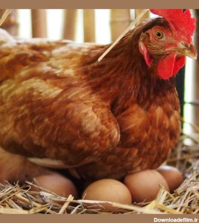 معرفی نژادهای مختلف مرغ تخم گذار