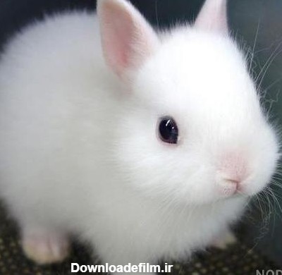 عکس خرگوش سفید ساده - عکس نودی
