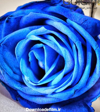 گل رز آبی معنای یک عاشق حقیقی