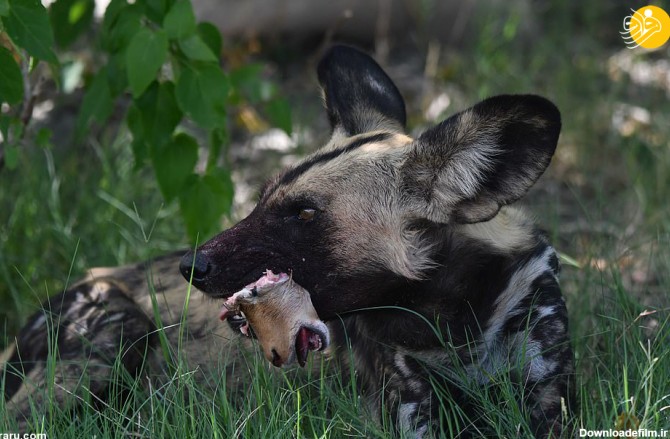 فرارو | (تصاویر +16) سر آهو در دهان سگ وحشی!