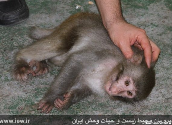 کشف یک میمون «رزوس» توسط یگان محیط زیست پارک ملی گلستان (+ ...
