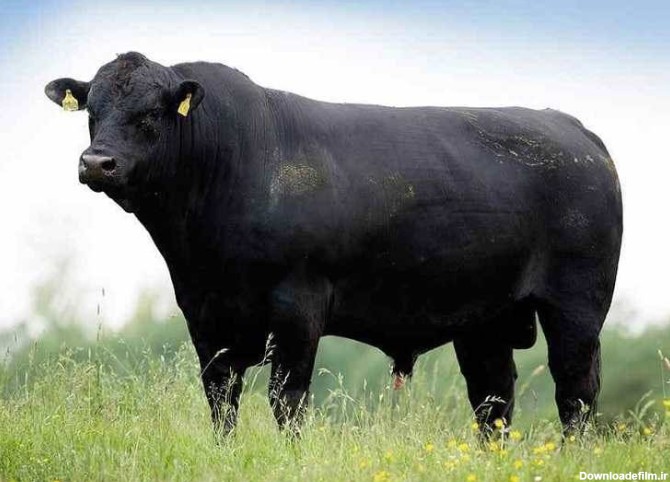 مشخصات گاو های نژاد گوشتی