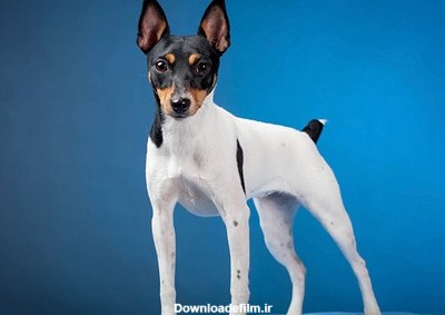 قیمت سگ فاکس تریر چقدر است؟
