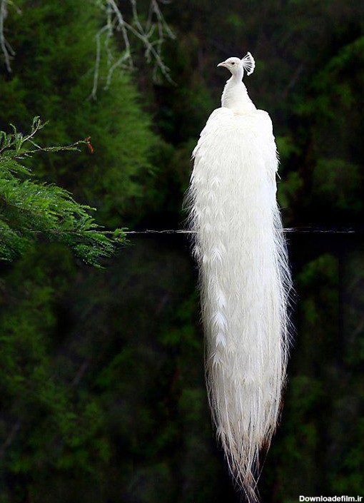 آخرین خبر | عکس/ طاووس سفید