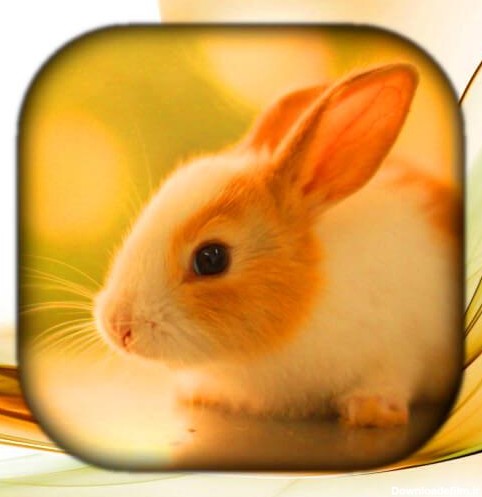 Rabbit Wallpaper Live HD/3D/4K - برنامه‌ها در Google Play