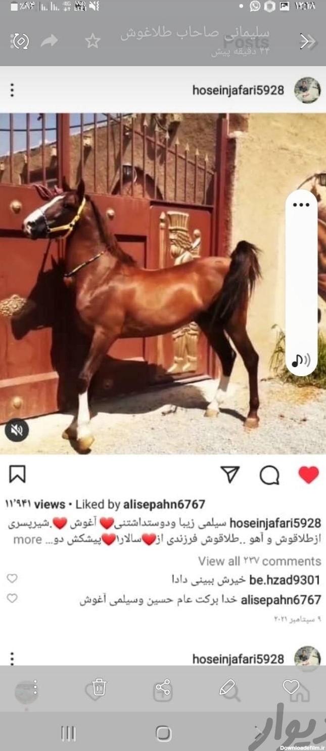 فروش اسب|اسب و تجهیزات اسب سواری|شیراز، اسحاق بیگ|دیوار